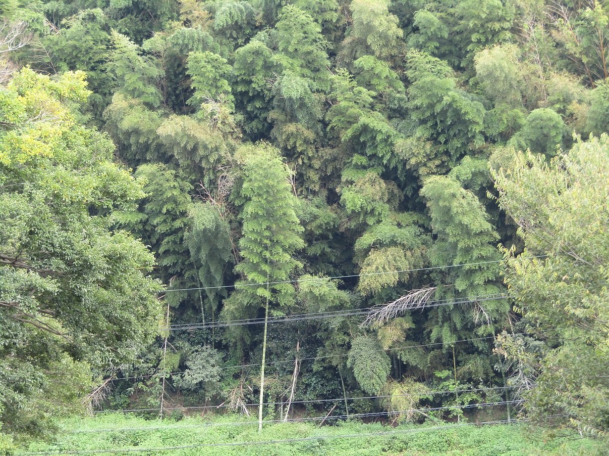 山の合間に素敵な樹林が凄いです