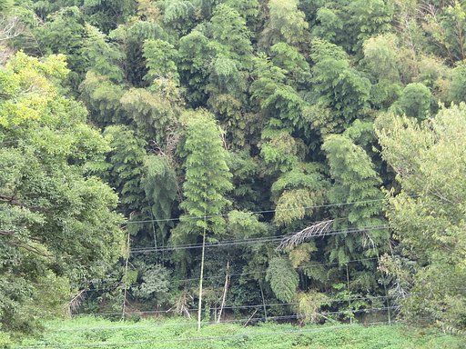 山の合間に素敵な樹林が凄いです