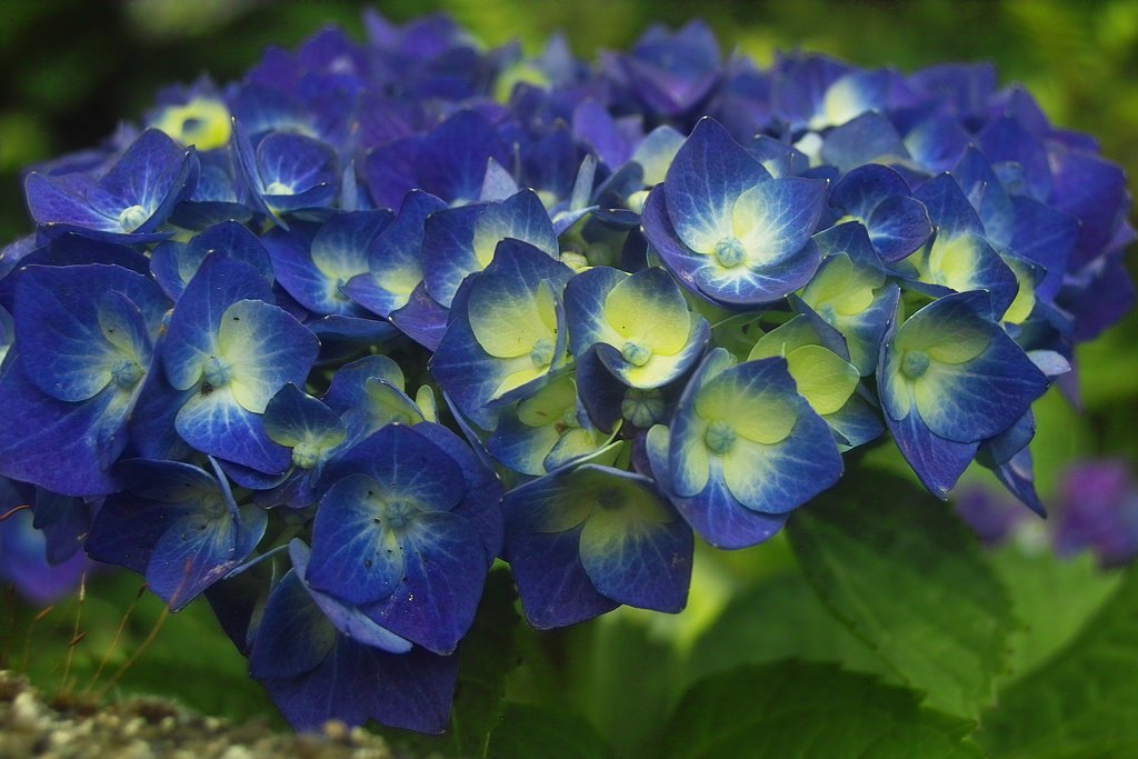 紫陽花