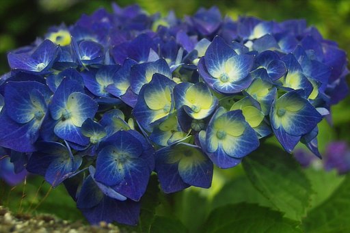 紫陽花