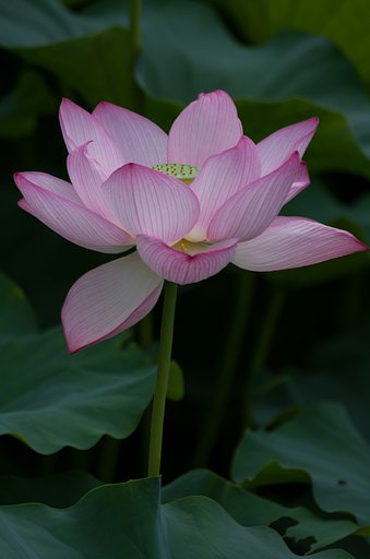 蓮
