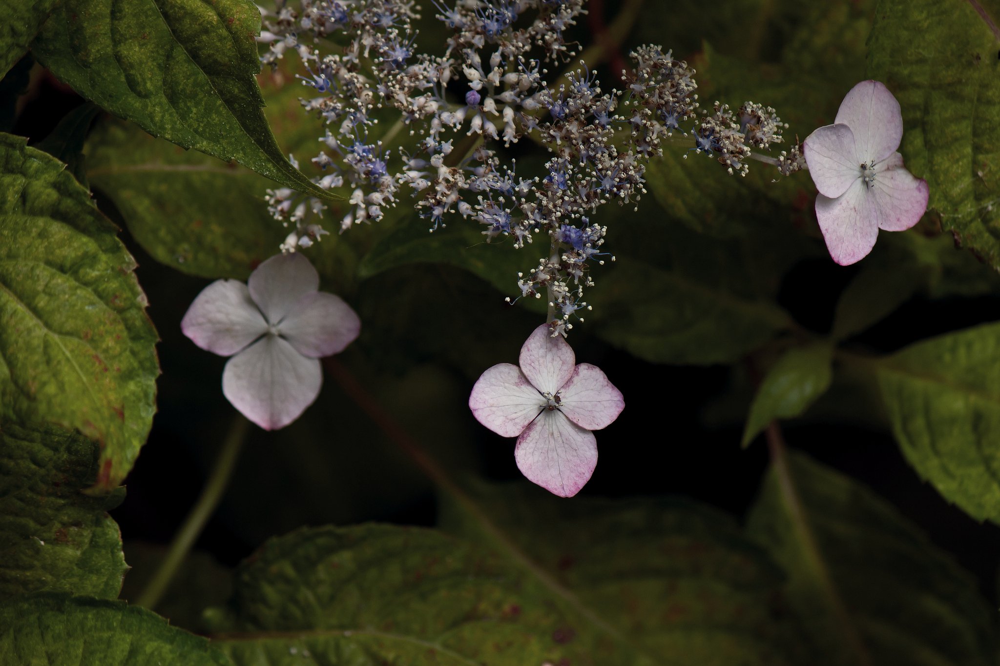 山紫陽花の終わり姿