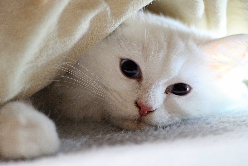 ほんわか【温】い　=^・^=