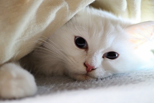 ほんわか【温】い　=^・^=
