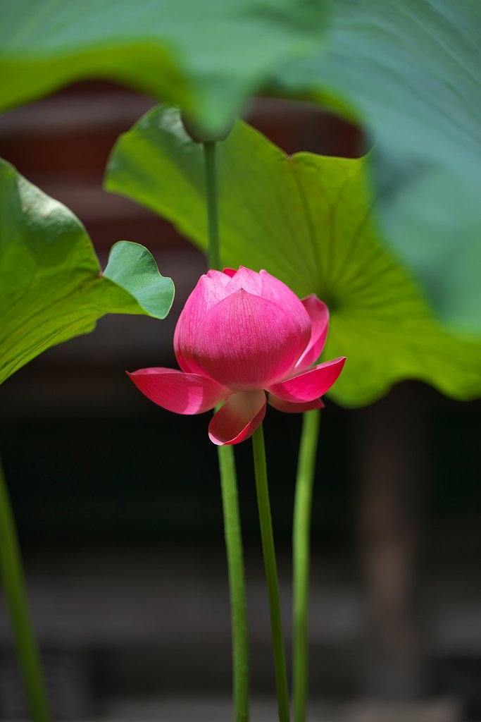 造花のよう