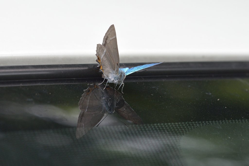 愛車にも！