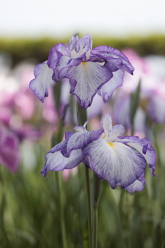 菖蒲咲く庭園