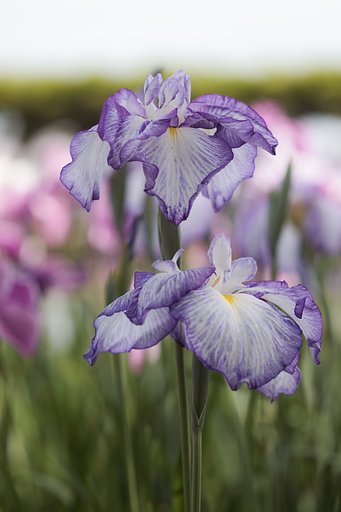 菖蒲咲く庭園
