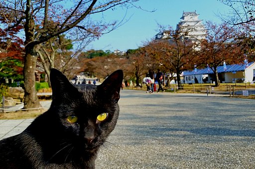 【色】黒と城