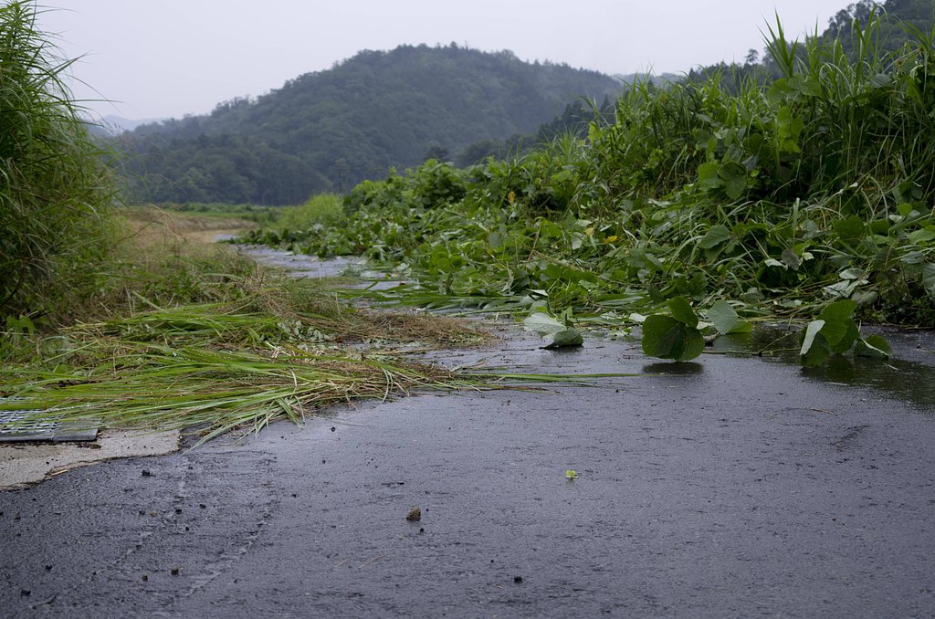 雨降り。