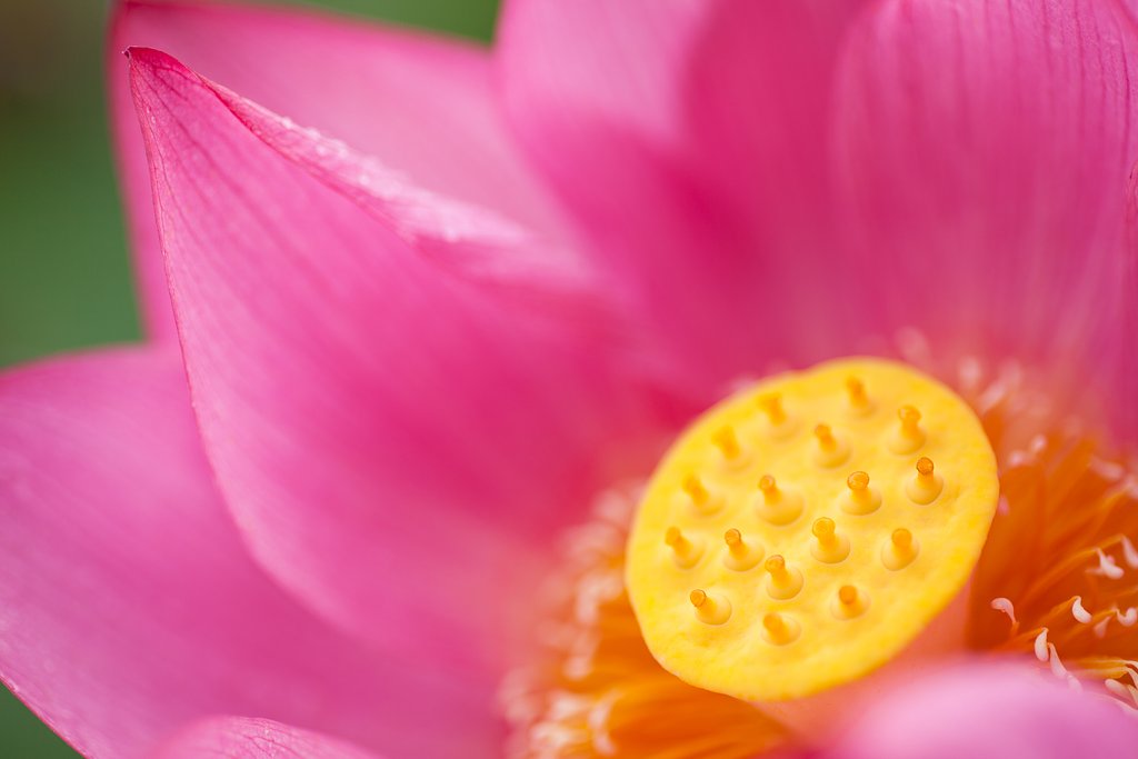 TAMRON SP AF 90mm F/2.8 MACRO1:1(172E)