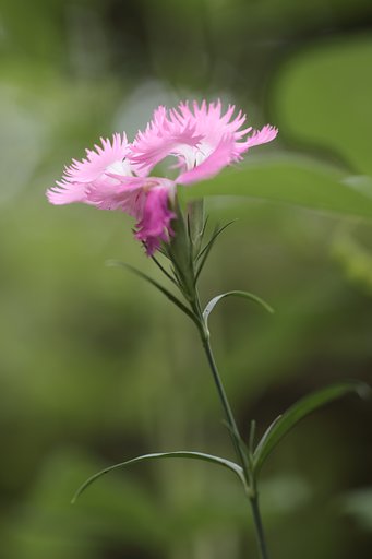 CONTAX 645 APO-Makro Planar 120mm F4 