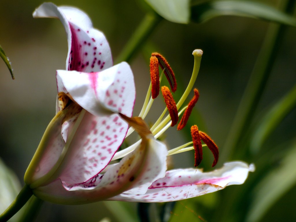 百合の蕊