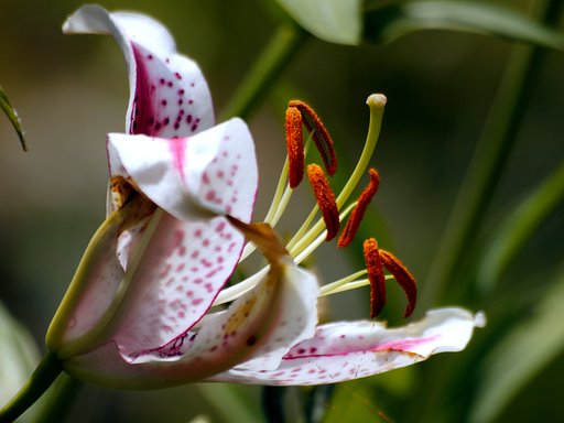 百合の蕊