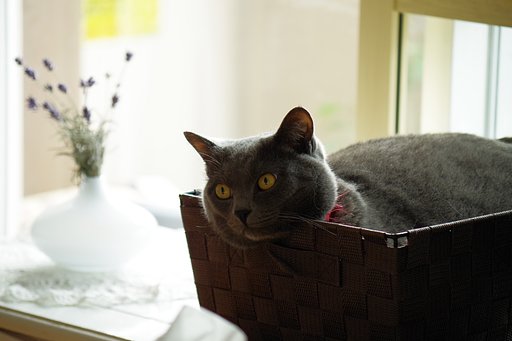 我が家の愛猫