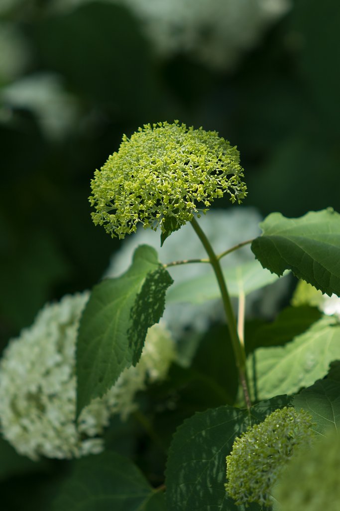 EF70-200mm F2.8 L
