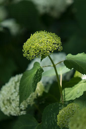 EF70-200mm F2.8 L