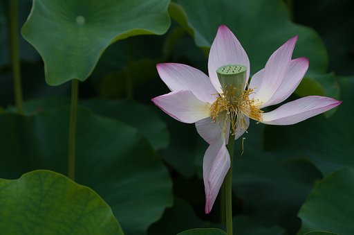 PENTAX DA55-300mmF4-5.8ED