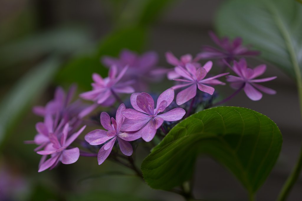 EF180mm F3.5 L MACRO
