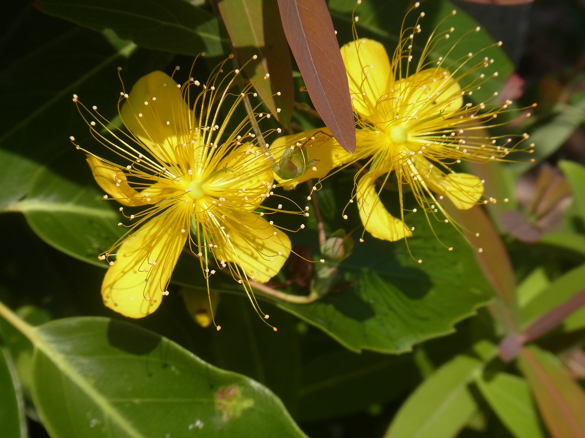 似た花　１　ビヨウヤナギ