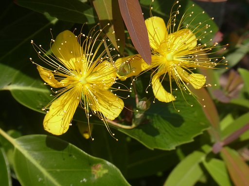 似た花　１　ビヨウヤナギ