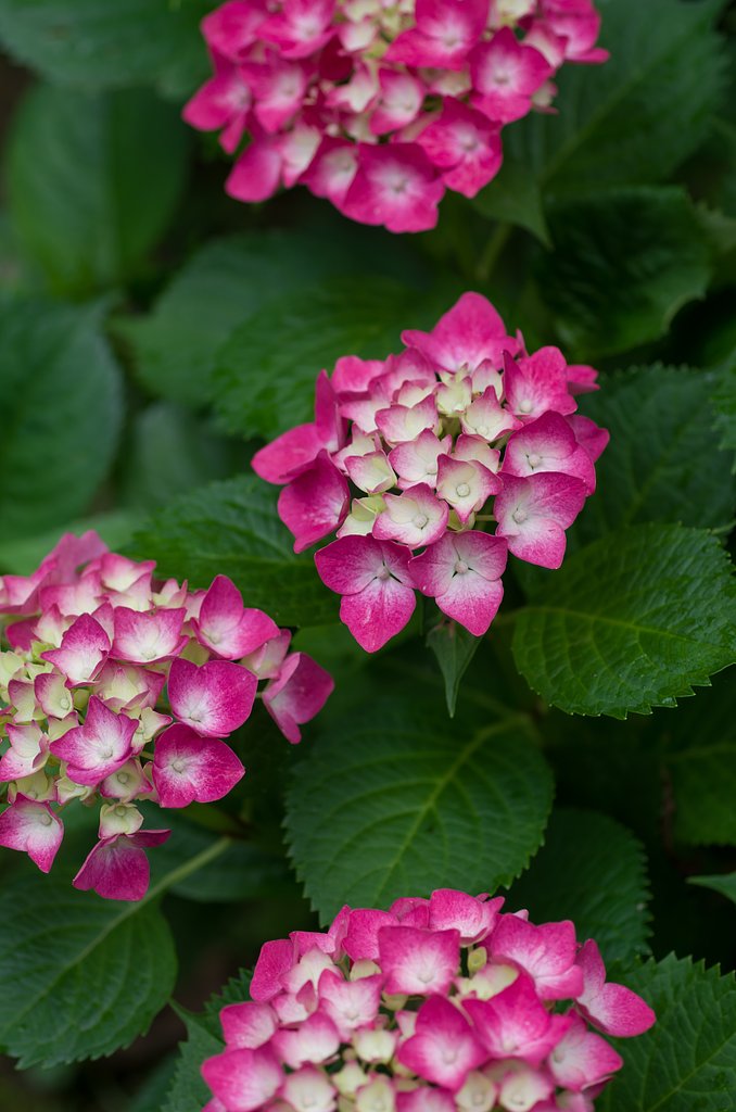 SIGMA MACRO 70mm F2.8
