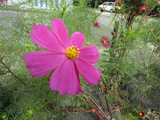 田舎道で見つけた秋桜を拡大です