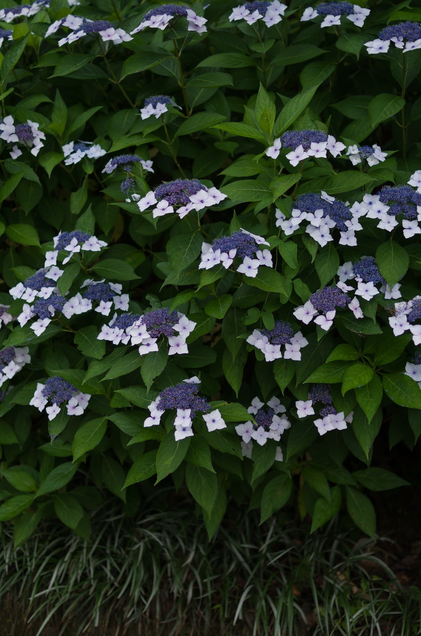 SIGMA 30mm F1.4 DC HSM