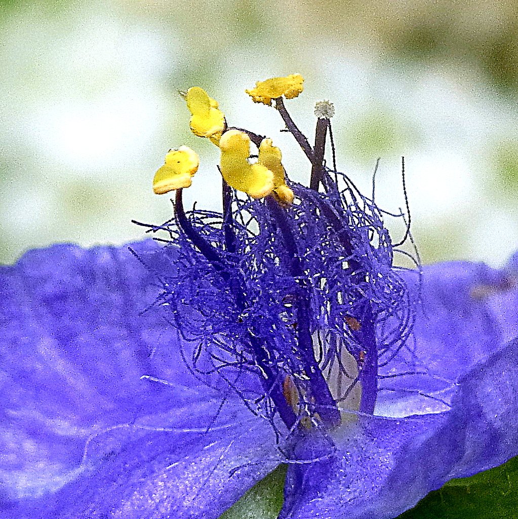 ムラサキツユクサの蕊