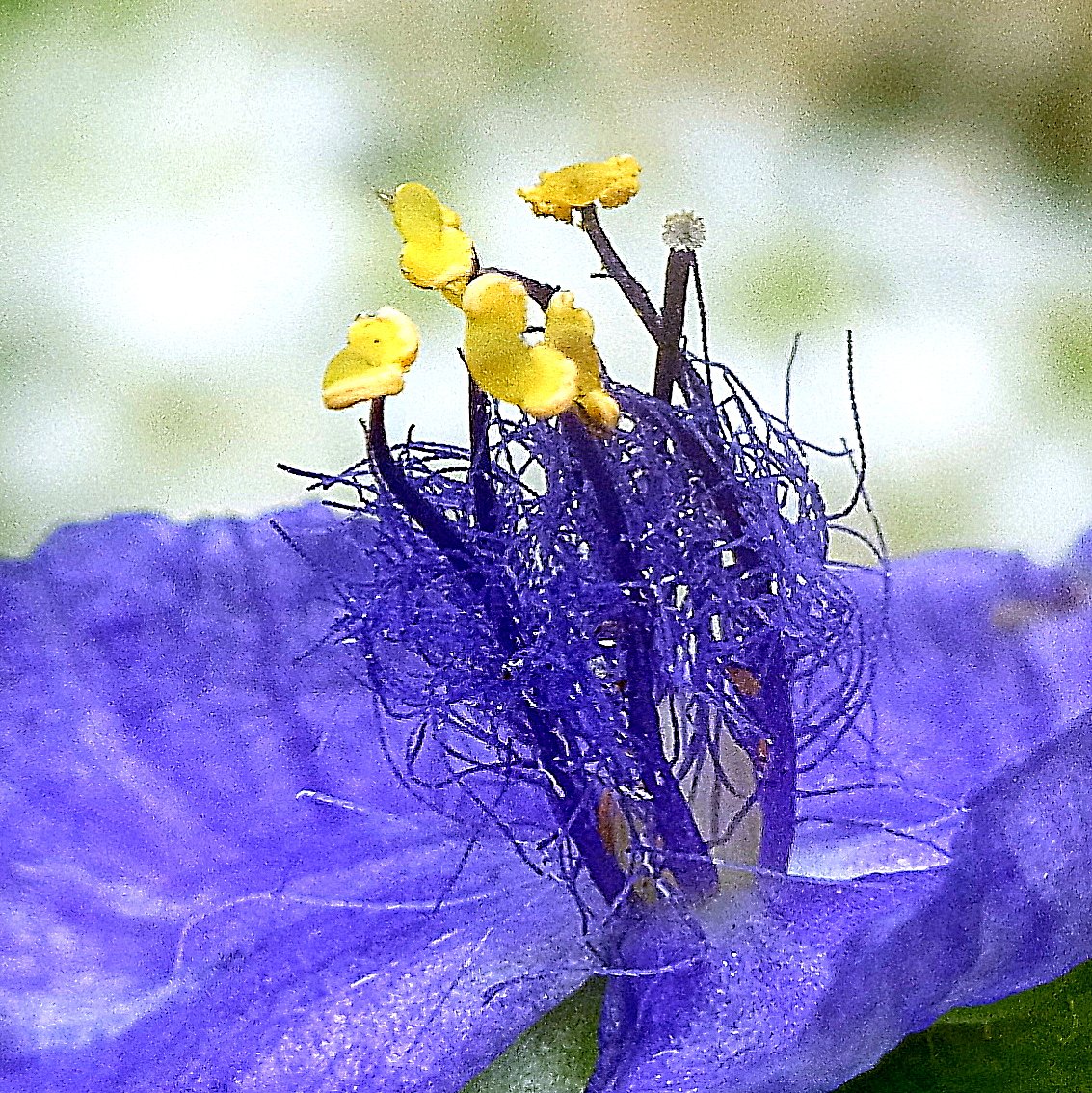 ムラサキツユクサの蕊