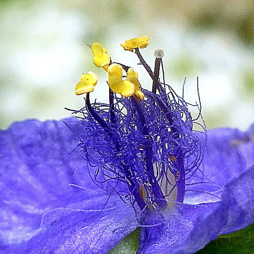 ムラサキツユクサの蕊
