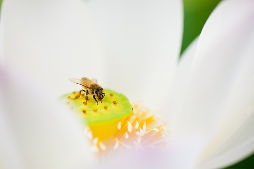ミツバチ