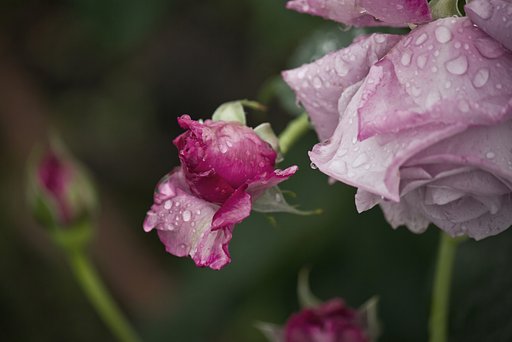 雨のバラ「シャルル ドゥ ゴール」