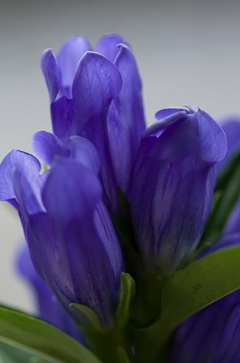 PENTAX-D FA MACRO 100mmF2.8