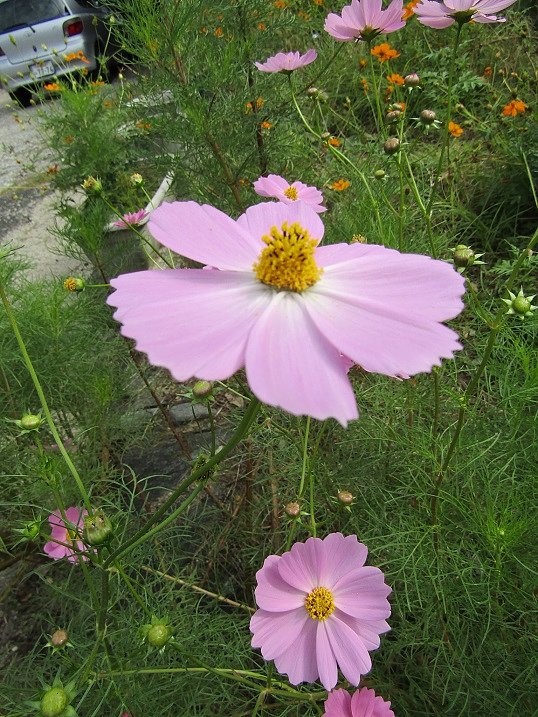 桃色の秋桜　可愛いです　！