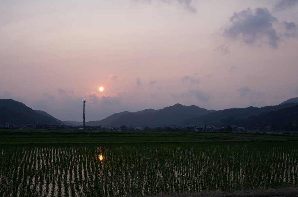 夕焼けに。