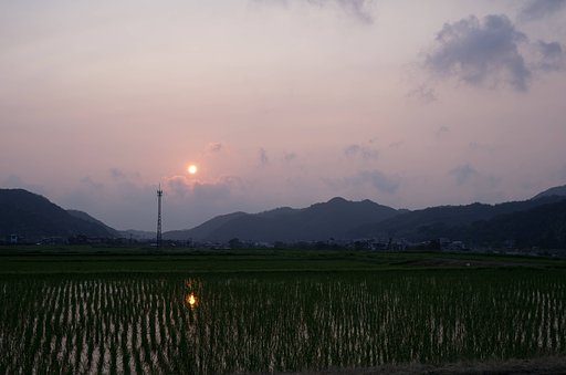 夕焼けに。