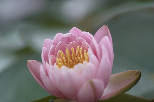 ミノルタα100㎜F2.8マクロ