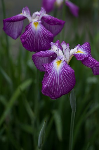 SIGMA MACRO 70mm F2.8
