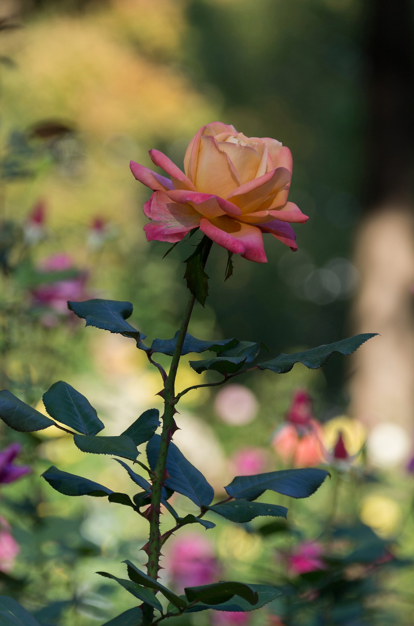 優しい薔薇