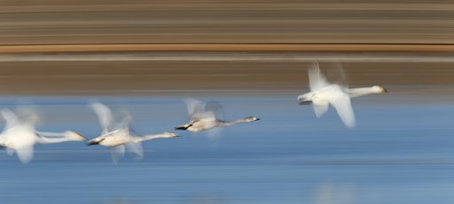 1月10日の写真