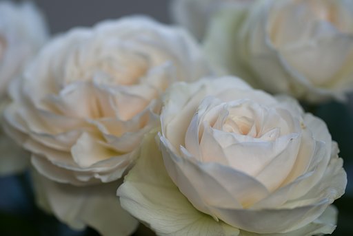 SIGMA MACRO 70mm F2.8