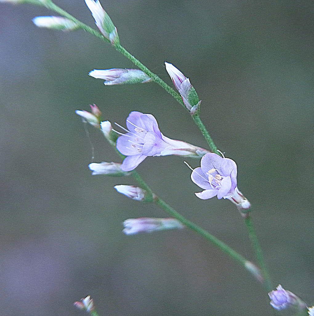 超macro写真
