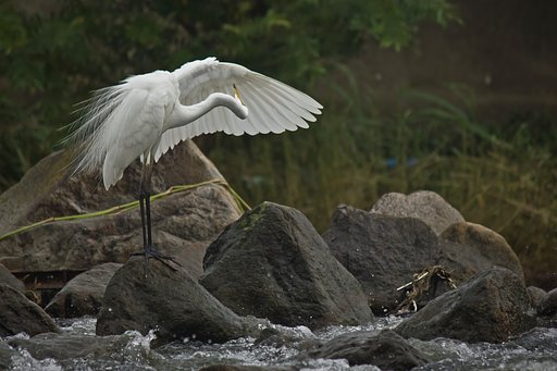 身だしなみ「チュウサギ」