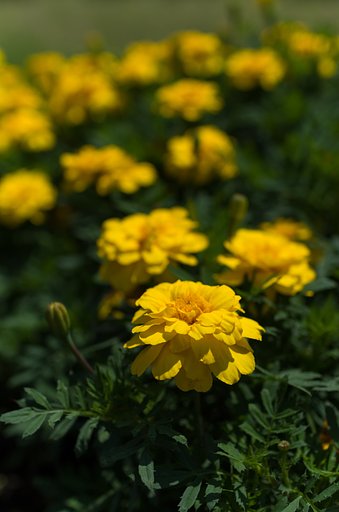 SIGMA 30mm F1.4 DC HSM