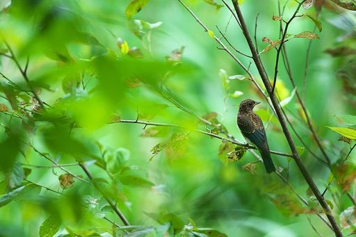 EF500mm F4L IS＋EF1.4Ⅲ