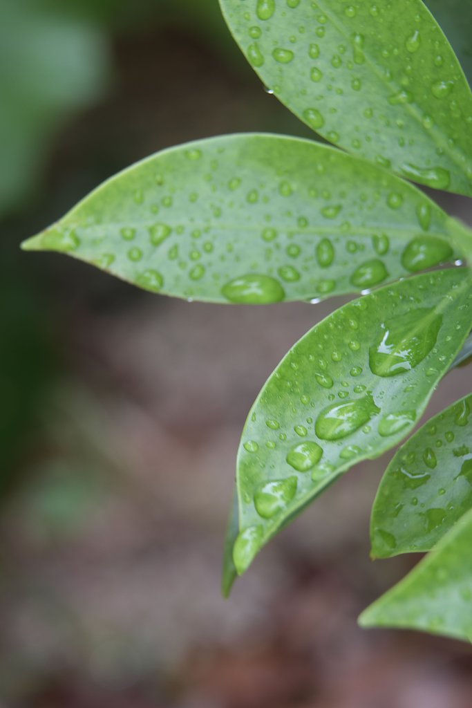 雨の庭