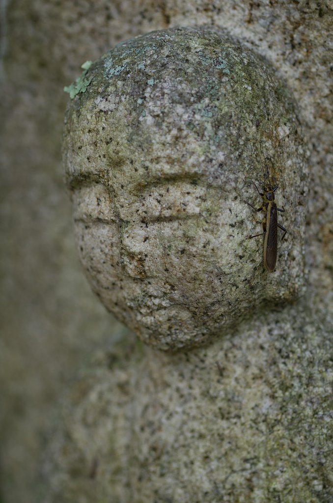 SIGMA MACRO 70mm F2.8
