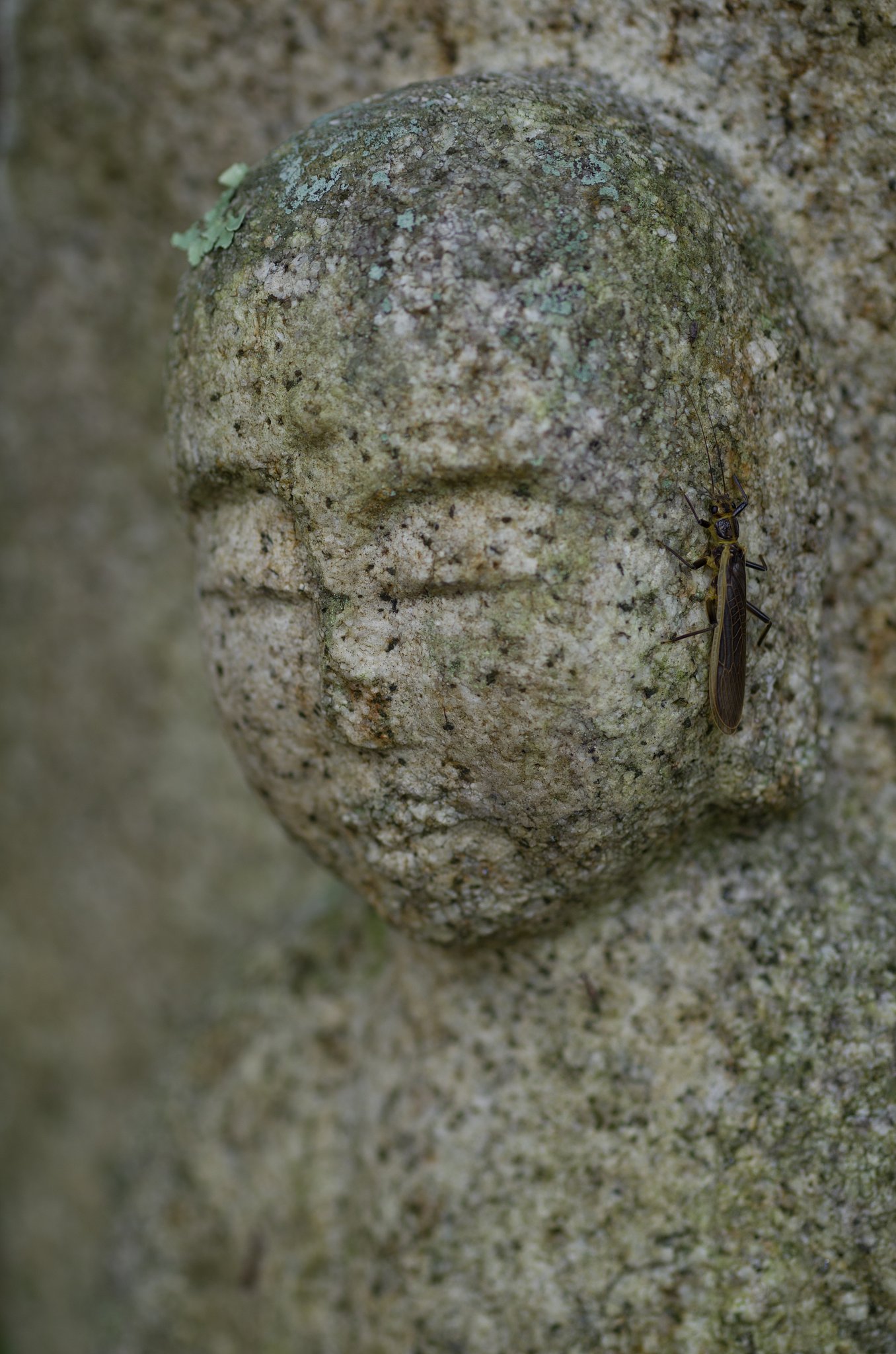 SIGMA MACRO 70mm F2.8