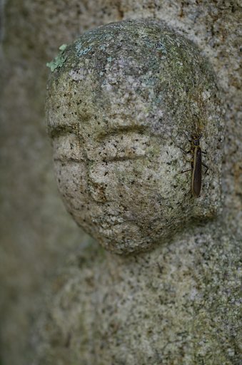 SIGMA MACRO 70mm F2.8